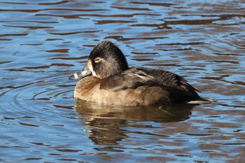 クビワキンクロ こども自然公園 (大池公園/横浜市) 2023年12月2日(土)