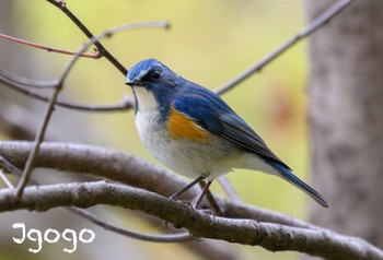 Red-flanked Bluetail 東京都立桜ヶ丘公園(聖蹟桜ヶ丘) Fri, 12/1/2023