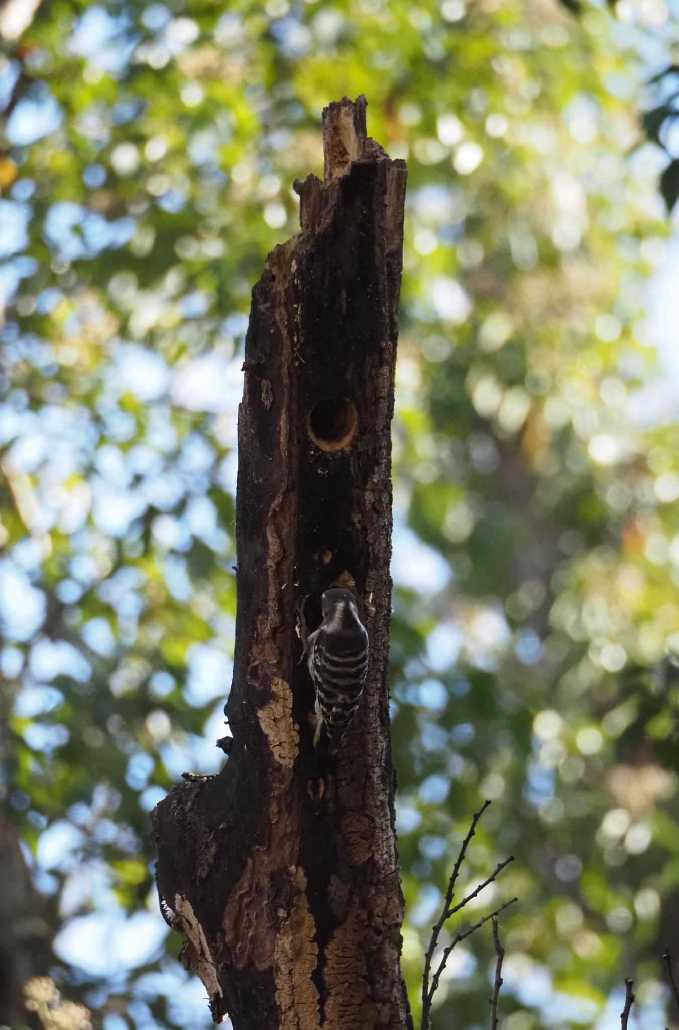 Photo of Japanese Pygmy Woodpecker at 荒川大麻生公園 by kameF22