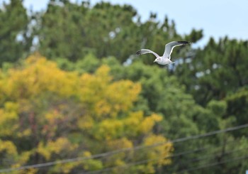 ウミネコ 田子の浦港 2023年11月25日(土)