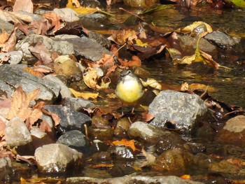 Grey Wagtail 愛洲の里 Sun, 12/3/2023