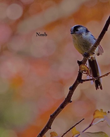 Long-tailed Tit Unknown Spots Unknown Date