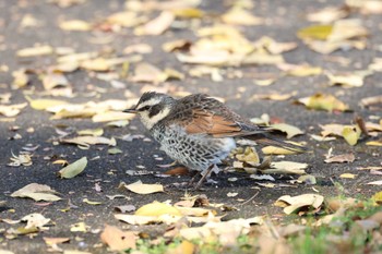 2023年12月3日(日) 祖父江ワイルドネイチャー緑地の野鳥観察記録