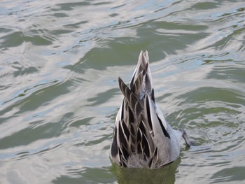 Northern Pintail Osaka Tsurumi Ryokuchi Sun, 12/3/2023