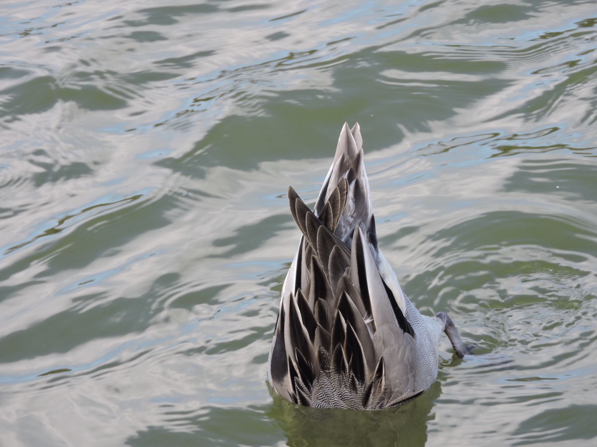 Northern Pintail