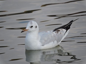 Black-headed Gull Osaka Tsurumi Ryokuchi Sun, 12/3/2023