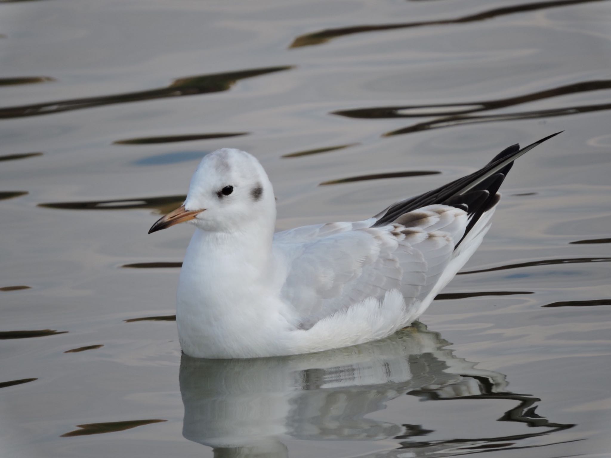 Black-headed Gull