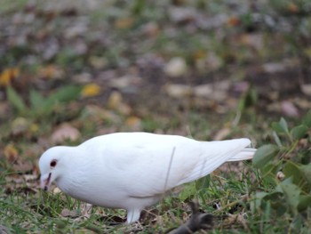 Rock Dove Osaka Tsurumi Ryokuchi Sun, 12/3/2023