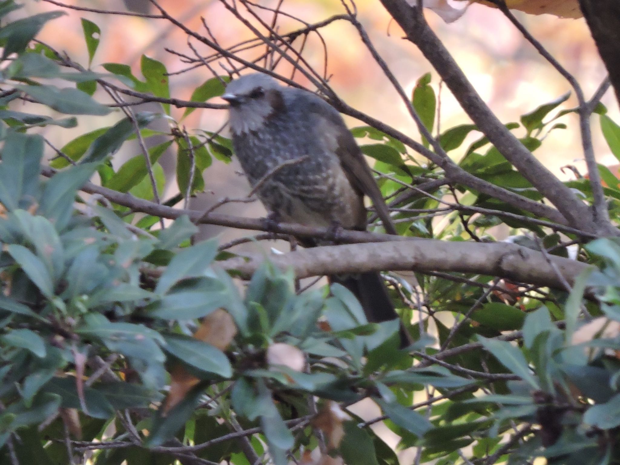 Brown-eared Bulbul