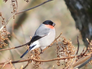 ウソ 長野山緑地公園 2023年12月3日(日)