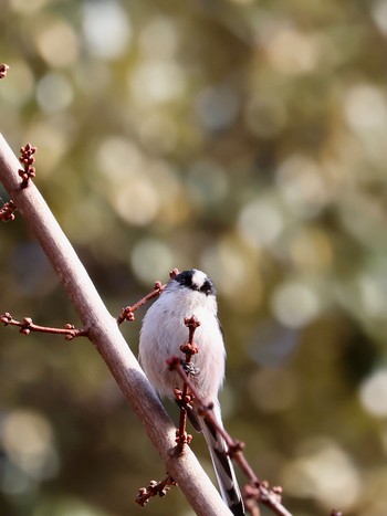 2023年12月3日(日) 京都植物園の野鳥観察記録