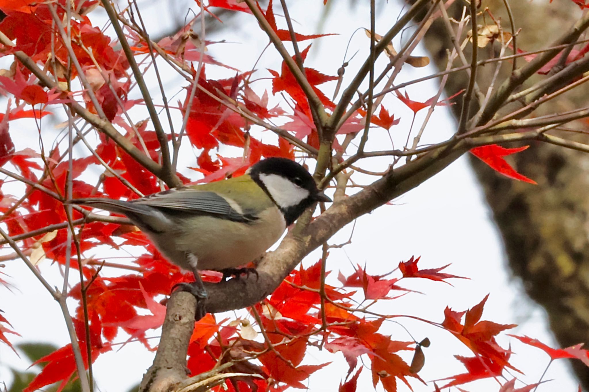 シジュウカラ