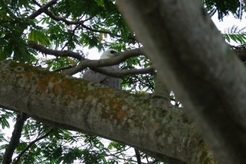 シロハラウミワシ Sungei Buloh Wetland Reserve 2023年3月16日(木)