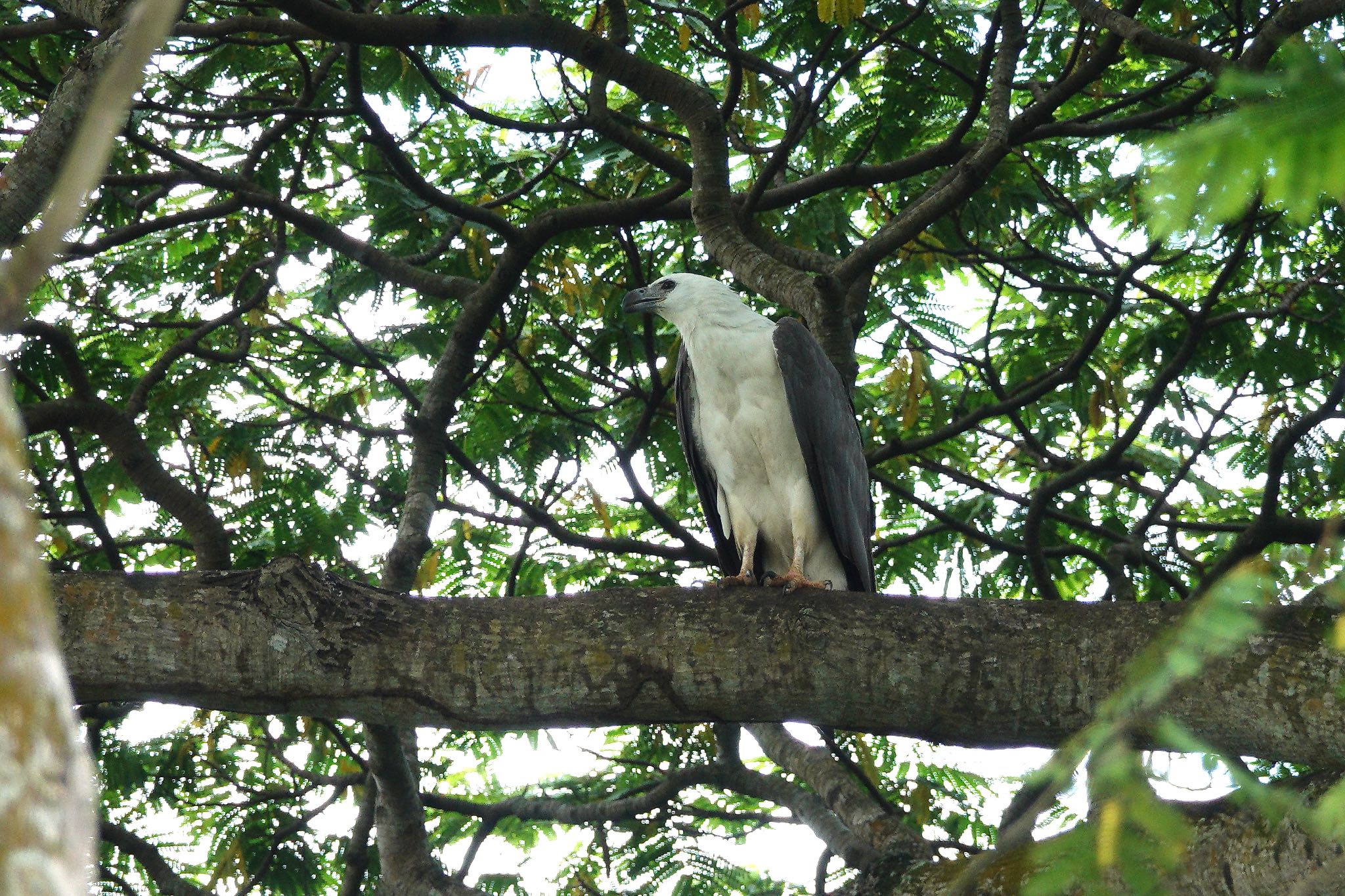 Photo of White-bellied Sea Eagle at Sungei Buloh Wetland Reserve by のどか