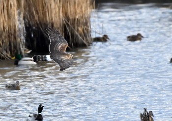 Hen Harrier Unknown Spots Sat, 12/2/2023