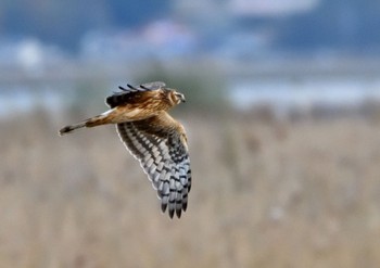 Hen Harrier Unknown Spots Sat, 12/2/2023