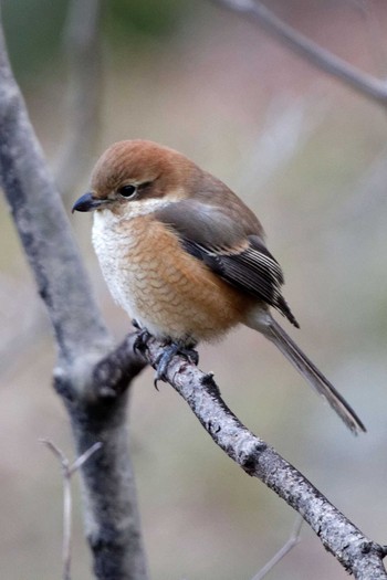 Sun, 1/24/2016 Birding report at 岐阜公園