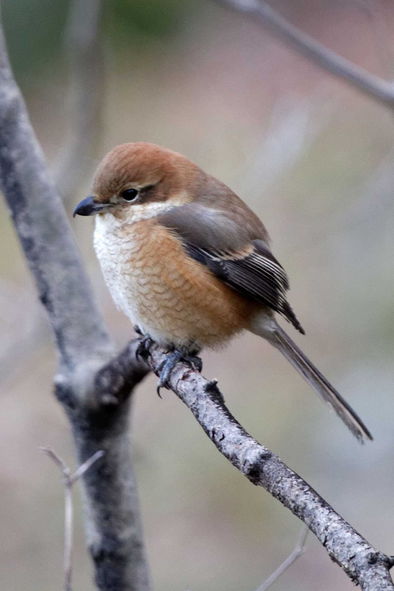 Bull-headed Shrike