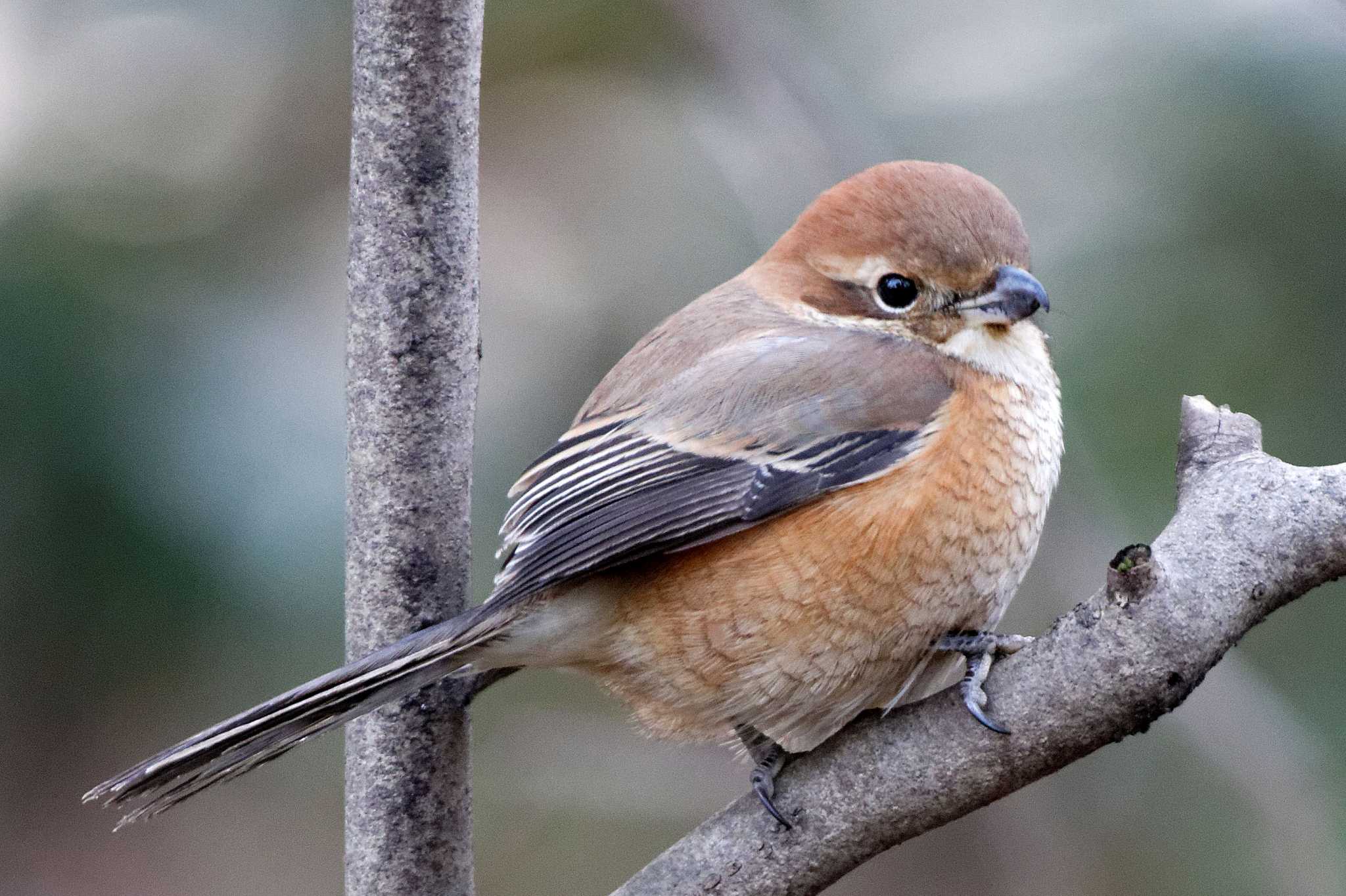 Photo of Bull-headed Shrike at 岐阜公園 by herald