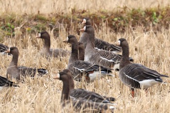 2023年12月3日(日) 伊豆沼の野鳥観察記録