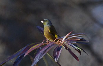 Grey-capped Greenfinch Unknown Spots Unknown Date