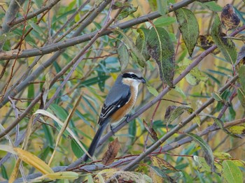 Bull-headed Shrike 牛久沼水辺公園 Sun, 12/3/2023