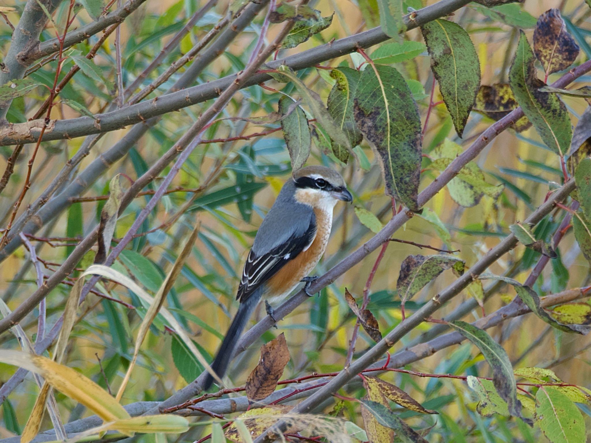 Photo of Bull-headed Shrike at 牛久沼水辺公園 by スキーヤー