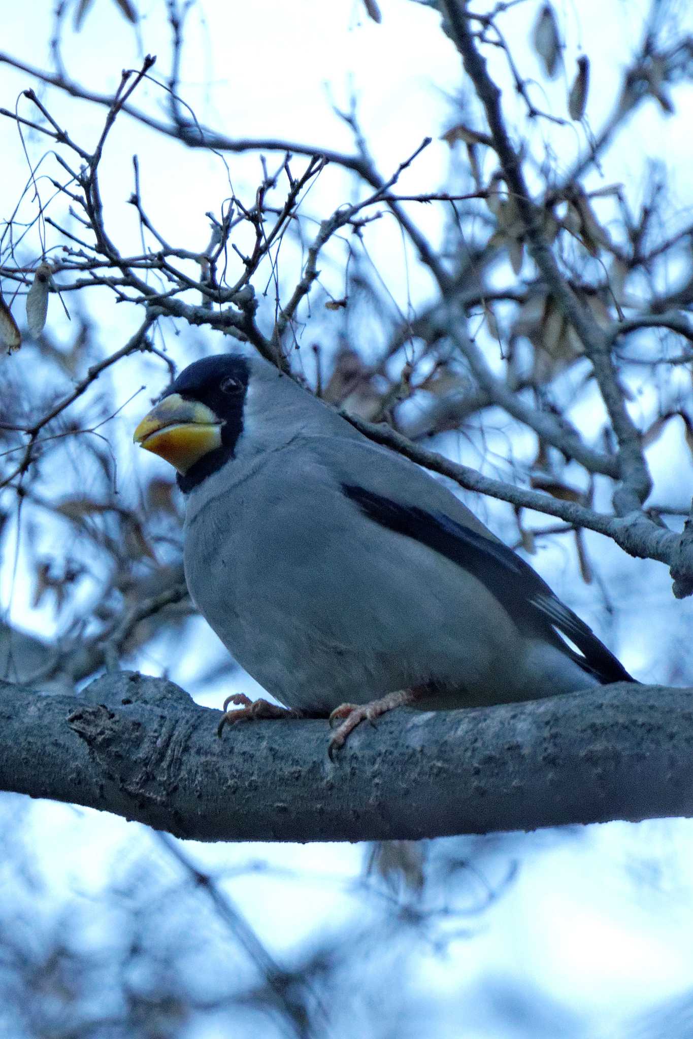 Japanese Grosbeak