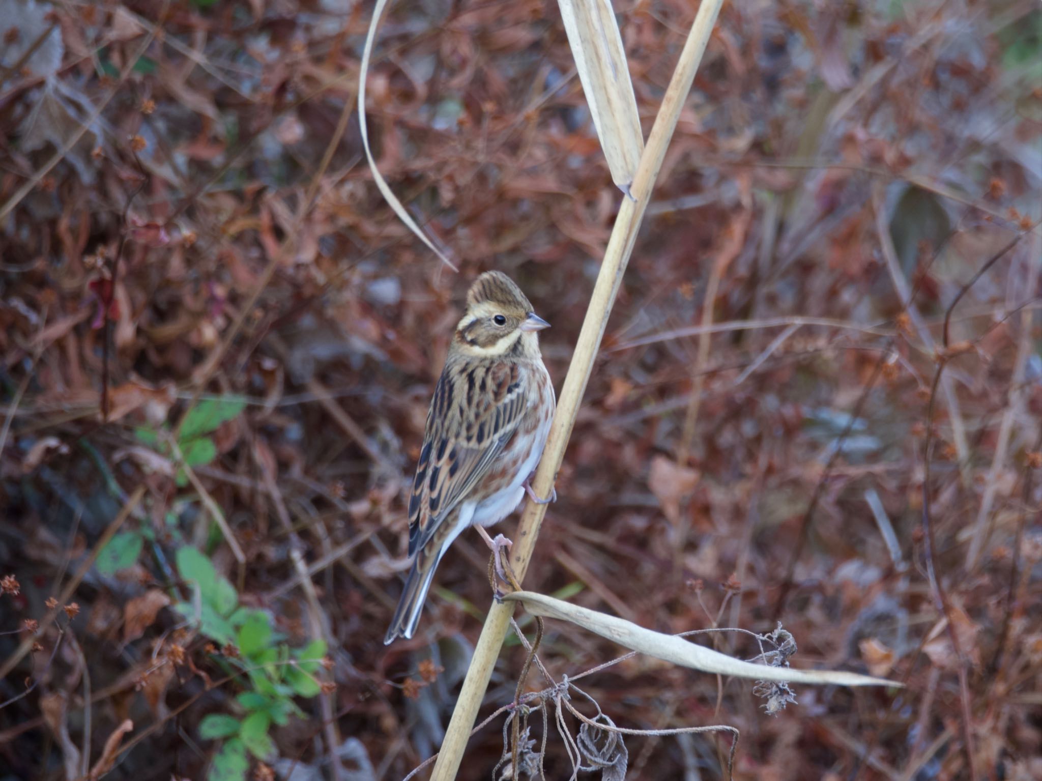 Rustic Bunting