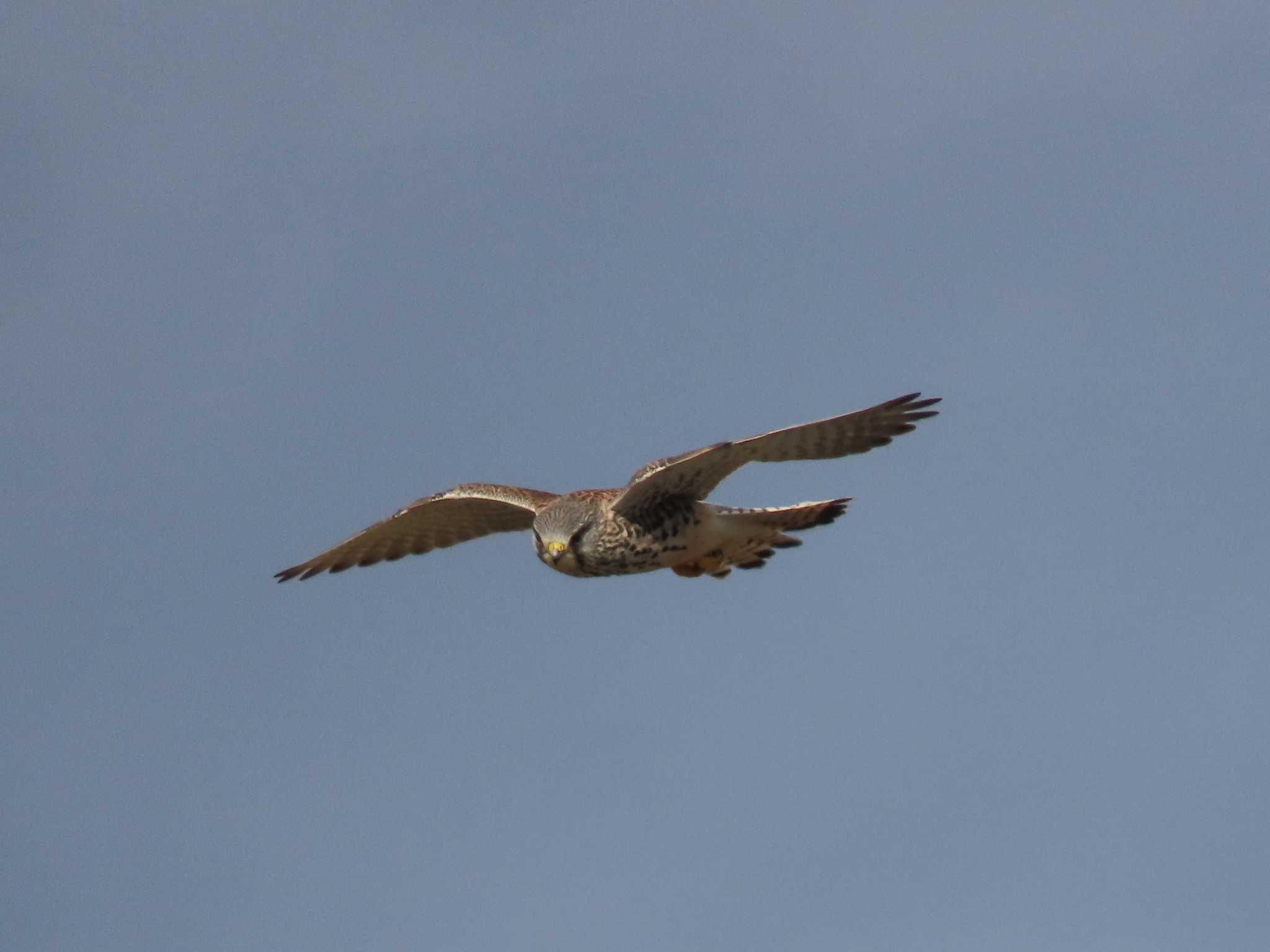 Common Kestrel