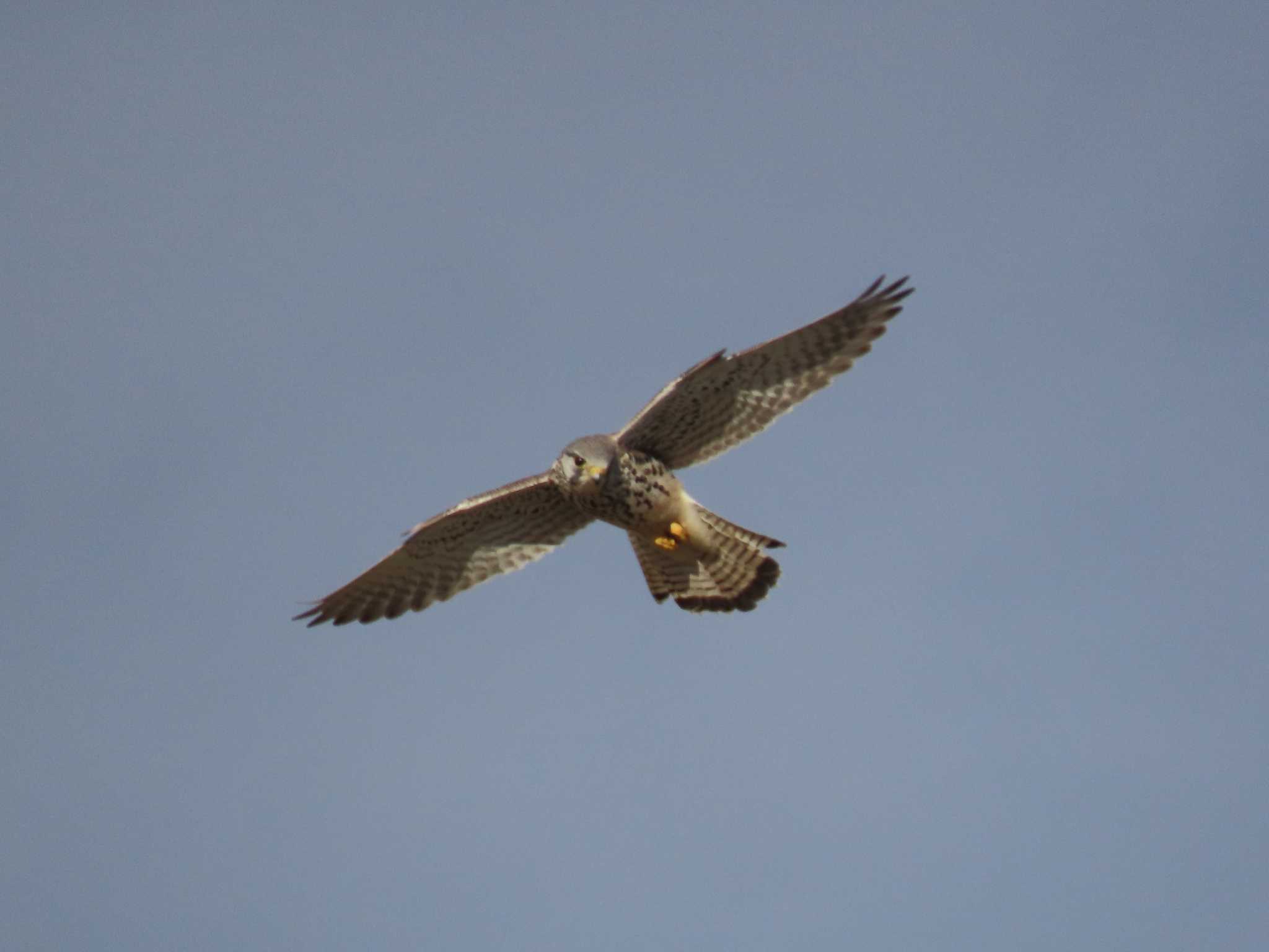 Common Kestrel