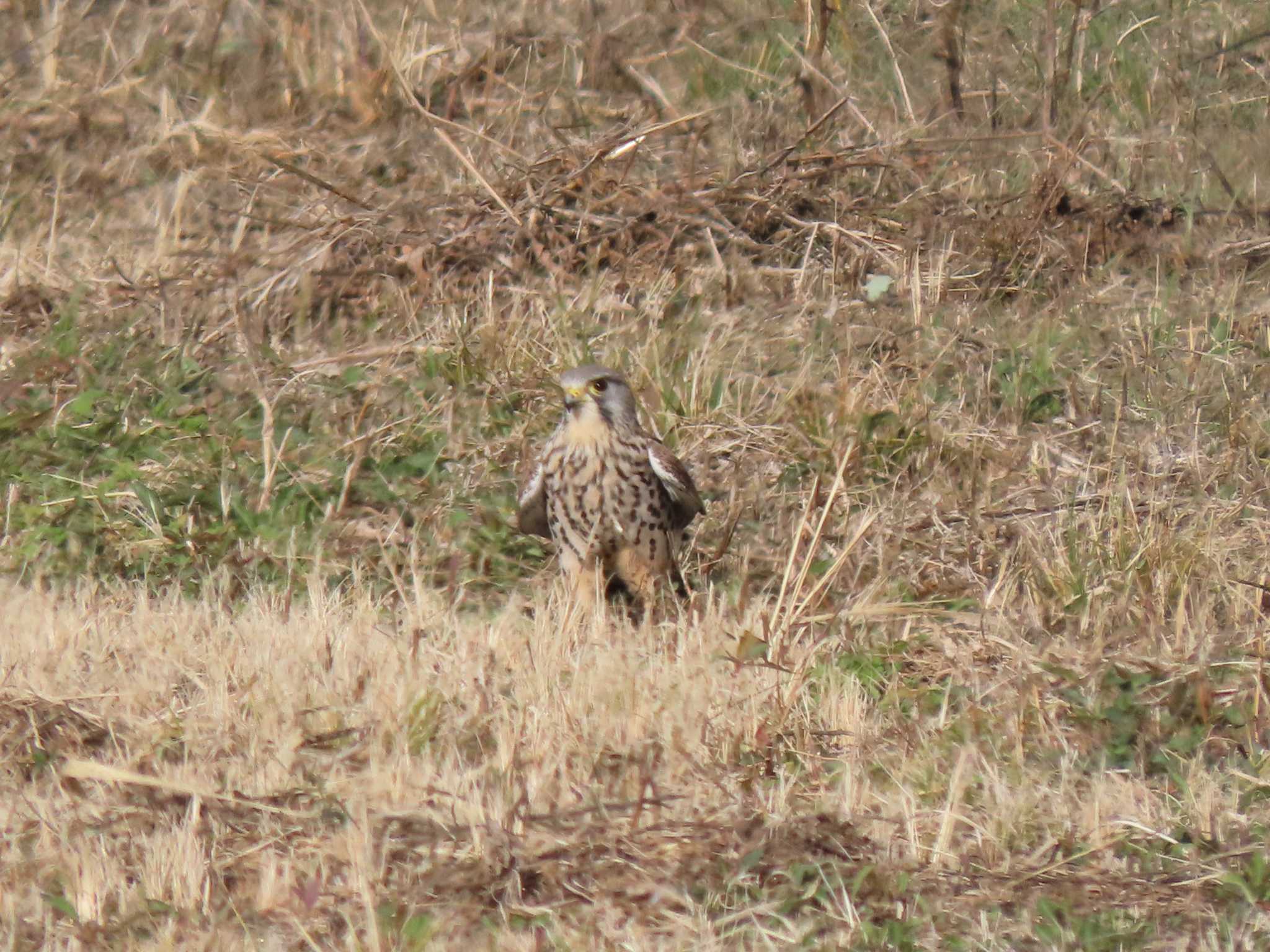 Common Kestrel