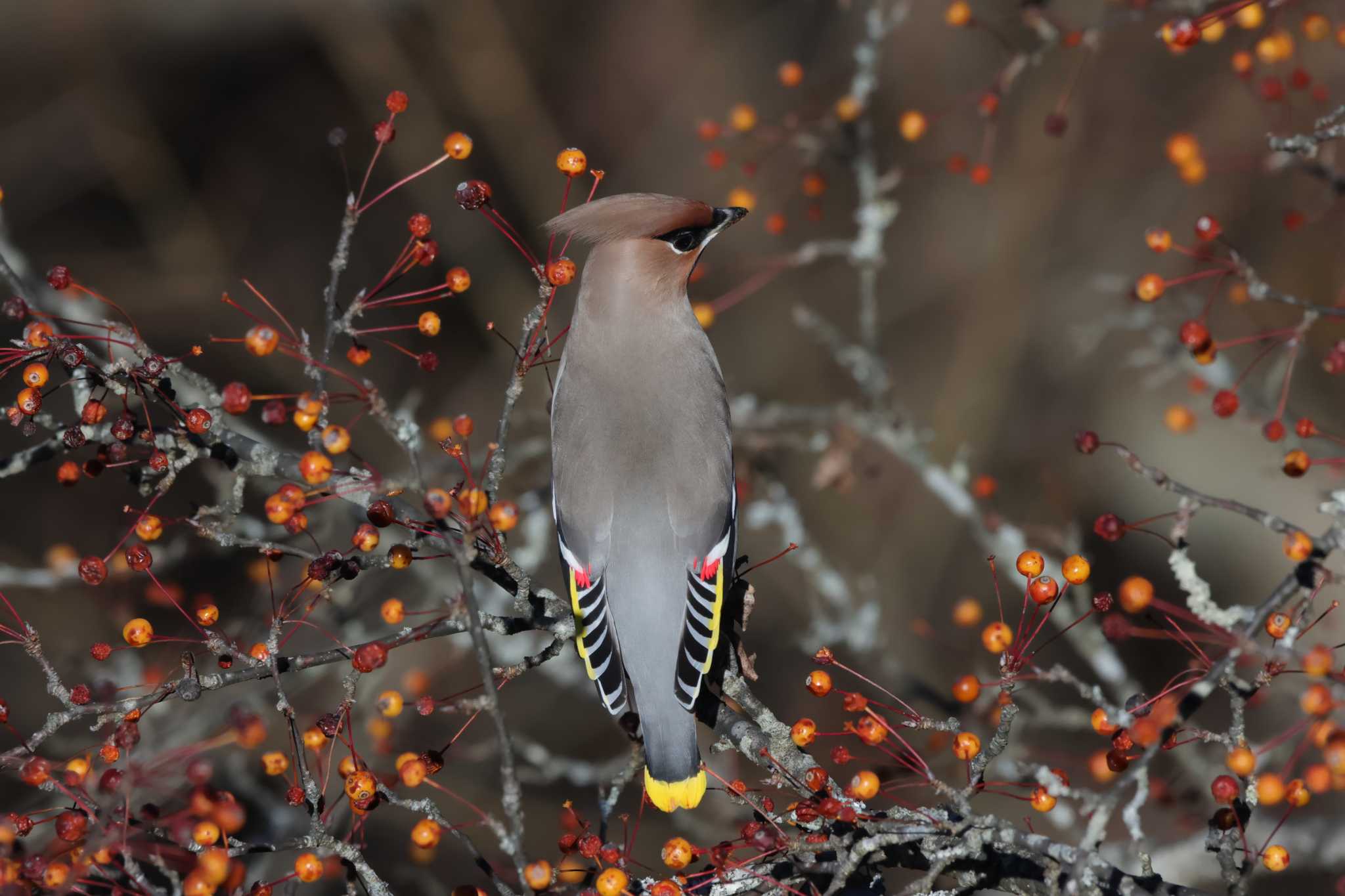 埼玉県県民の森 キレンジャクの写真 by kingfisher_hidaka