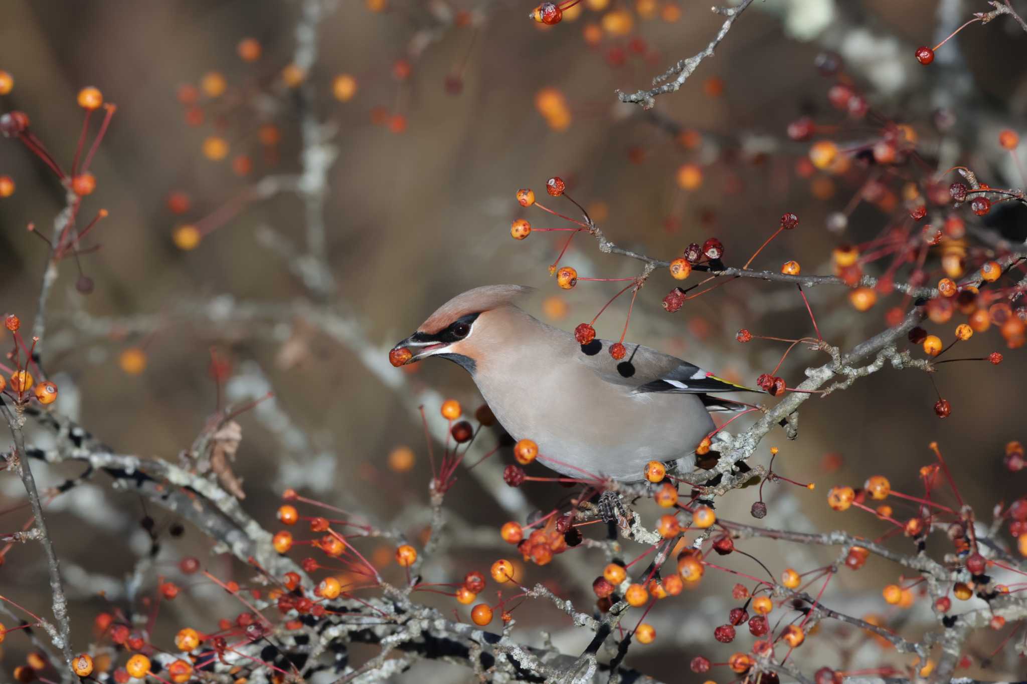 埼玉県県民の森 キレンジャクの写真 by kingfisher_hidaka