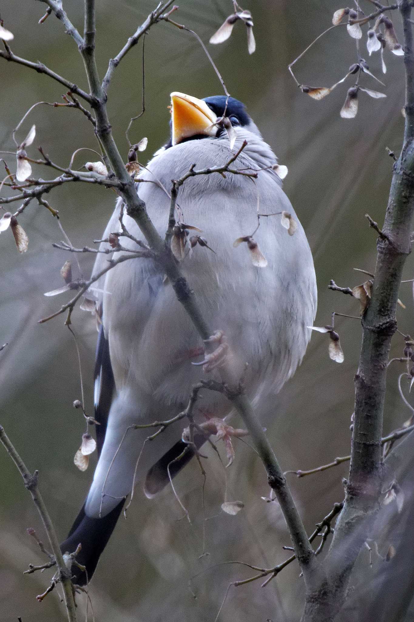 Japanese Grosbeak