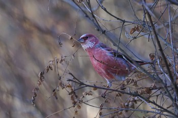 2023年12月2日(土) 岡谷林道の野鳥観察記録