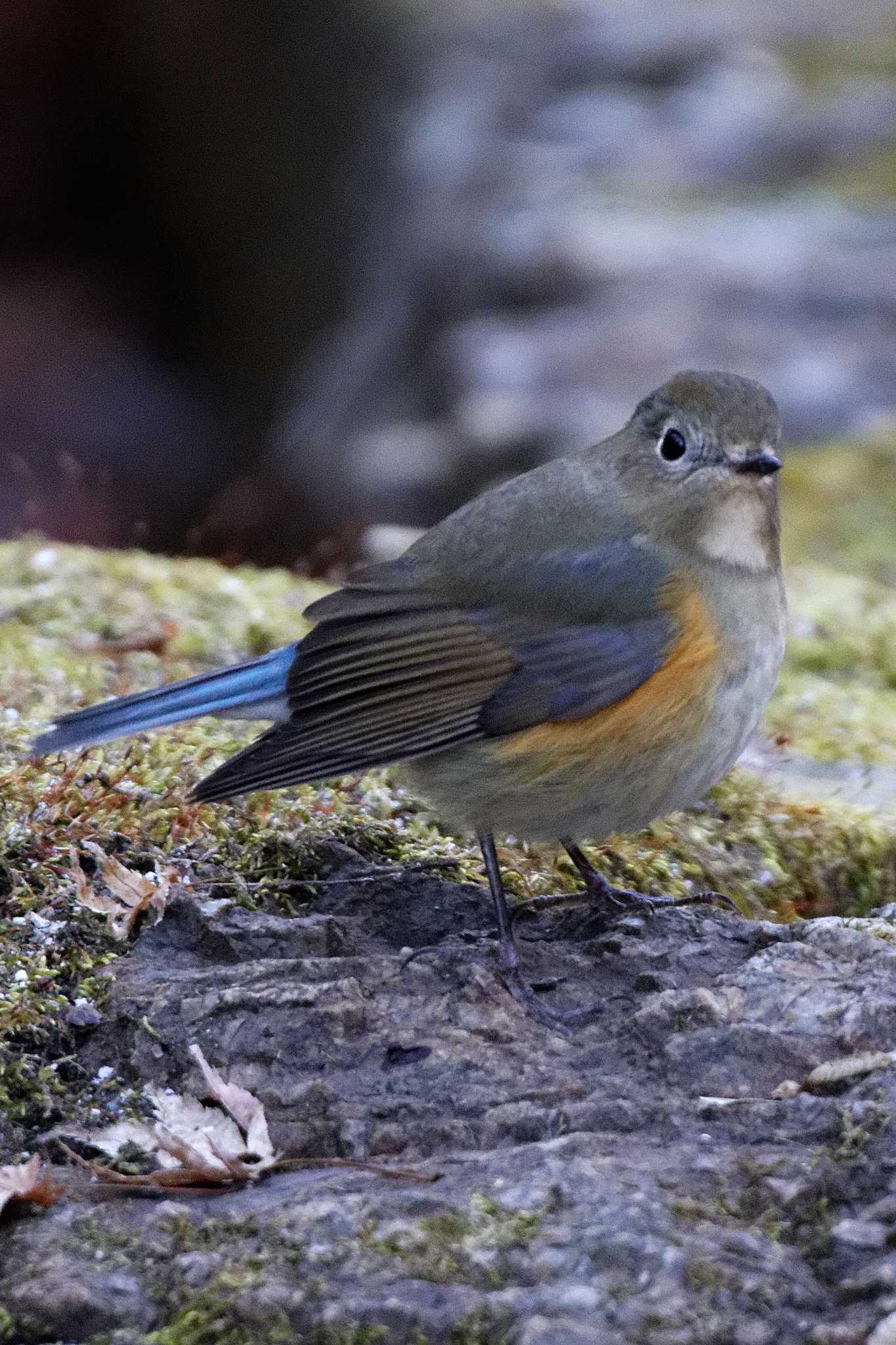 Red-flanked Bluetail