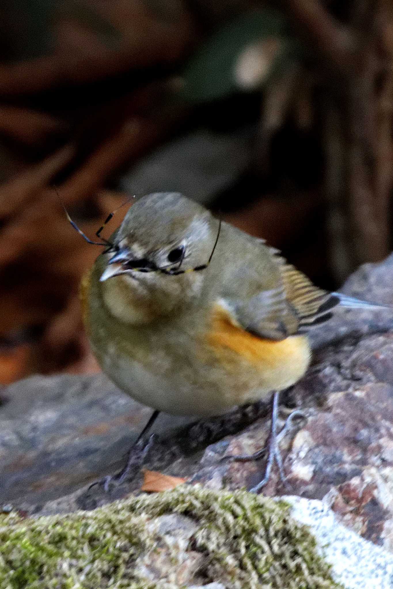 Red-flanked Bluetail