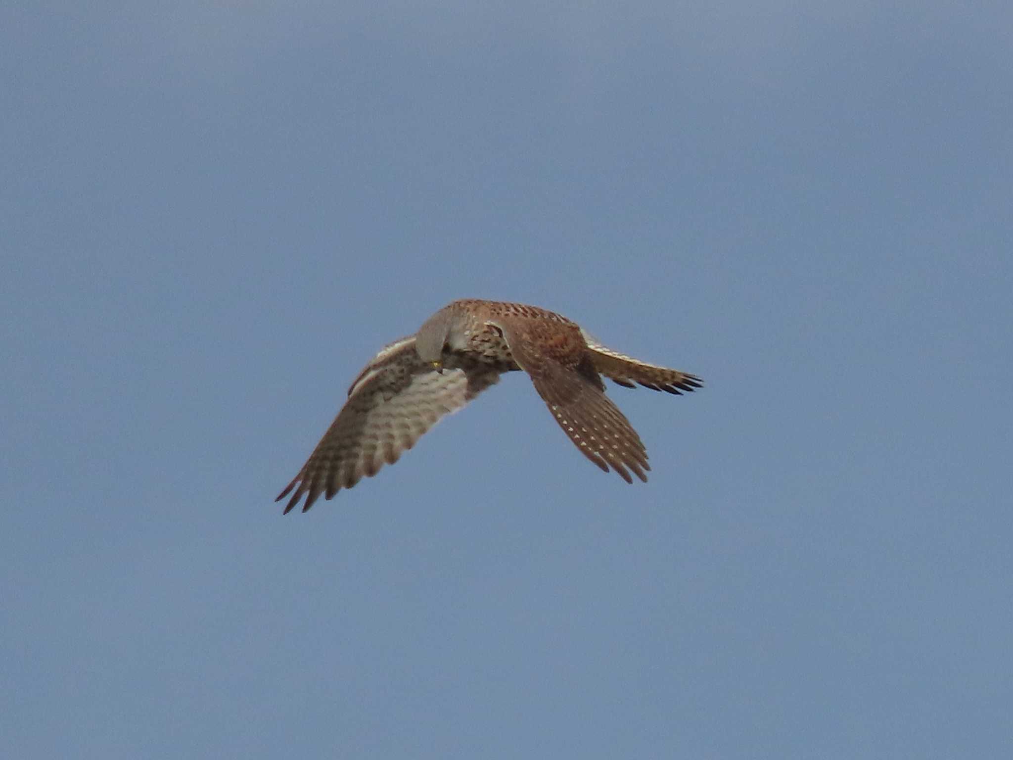 Common Kestrel