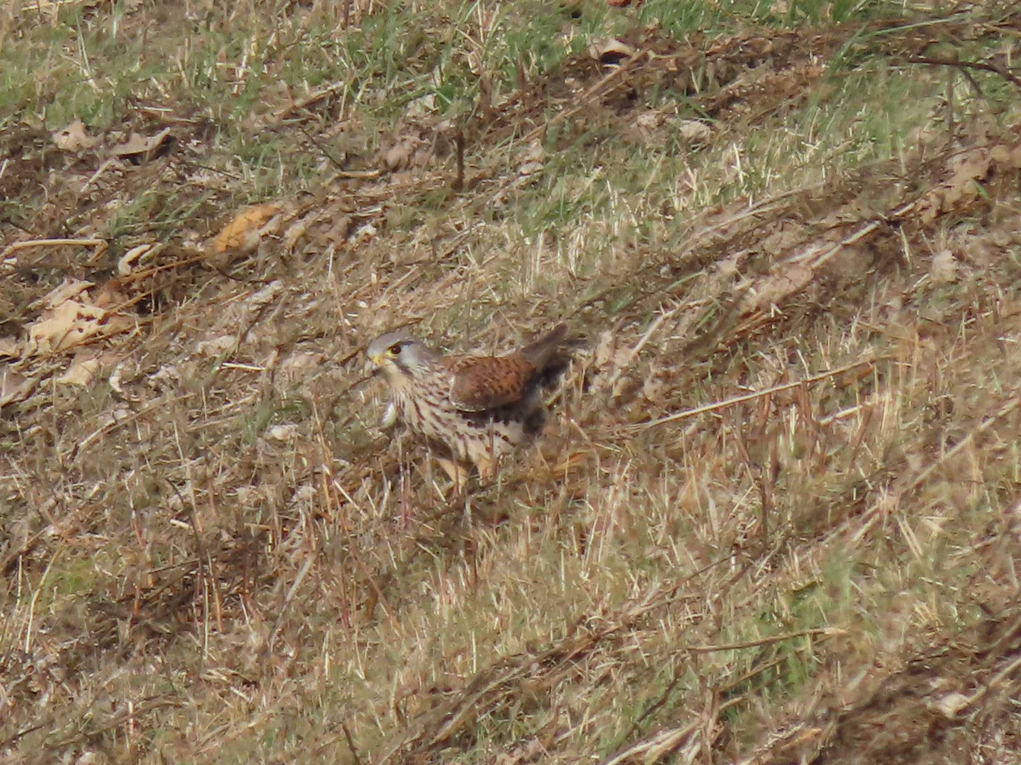 Common Kestrel