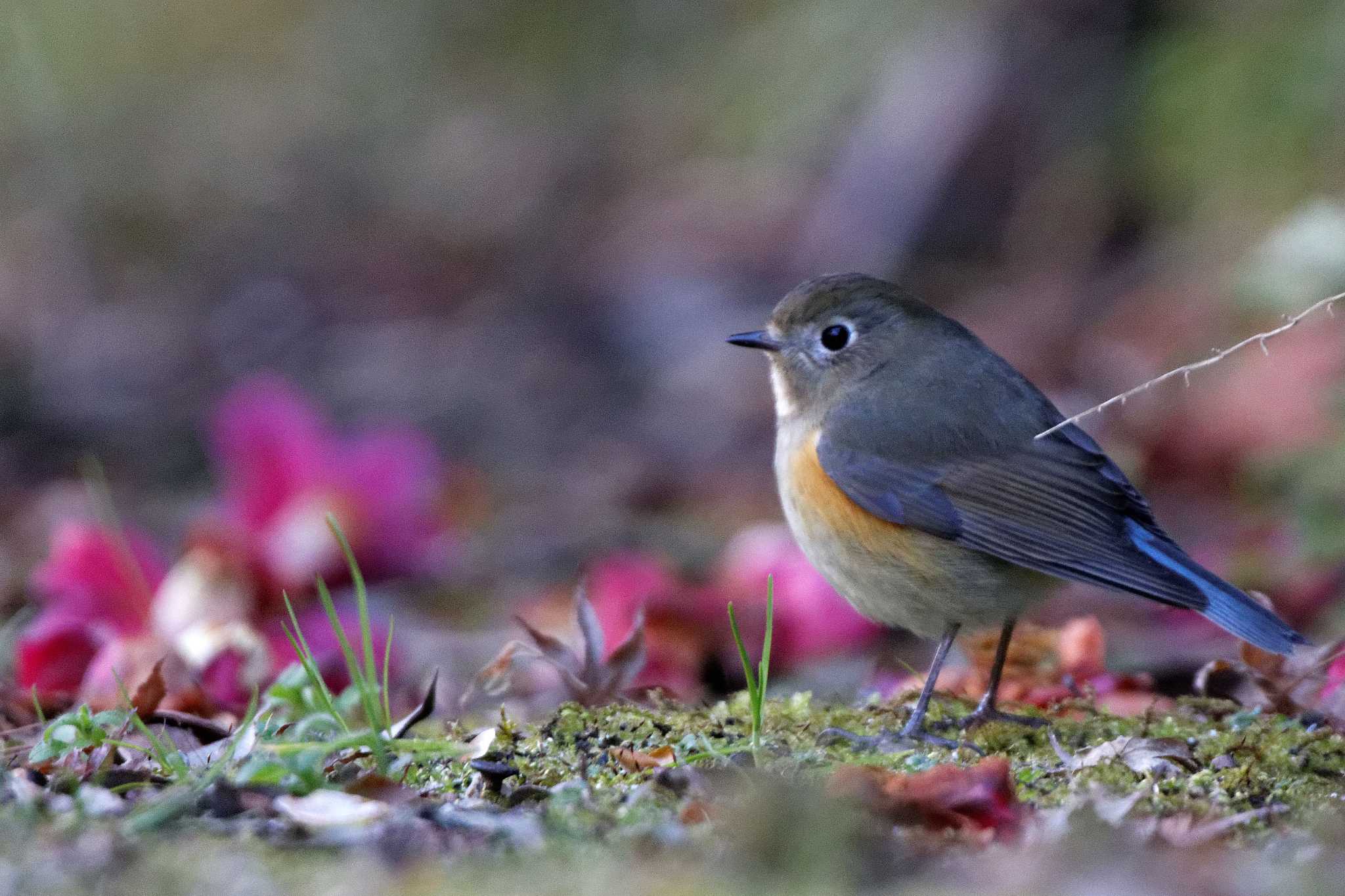 Red-flanked Bluetail