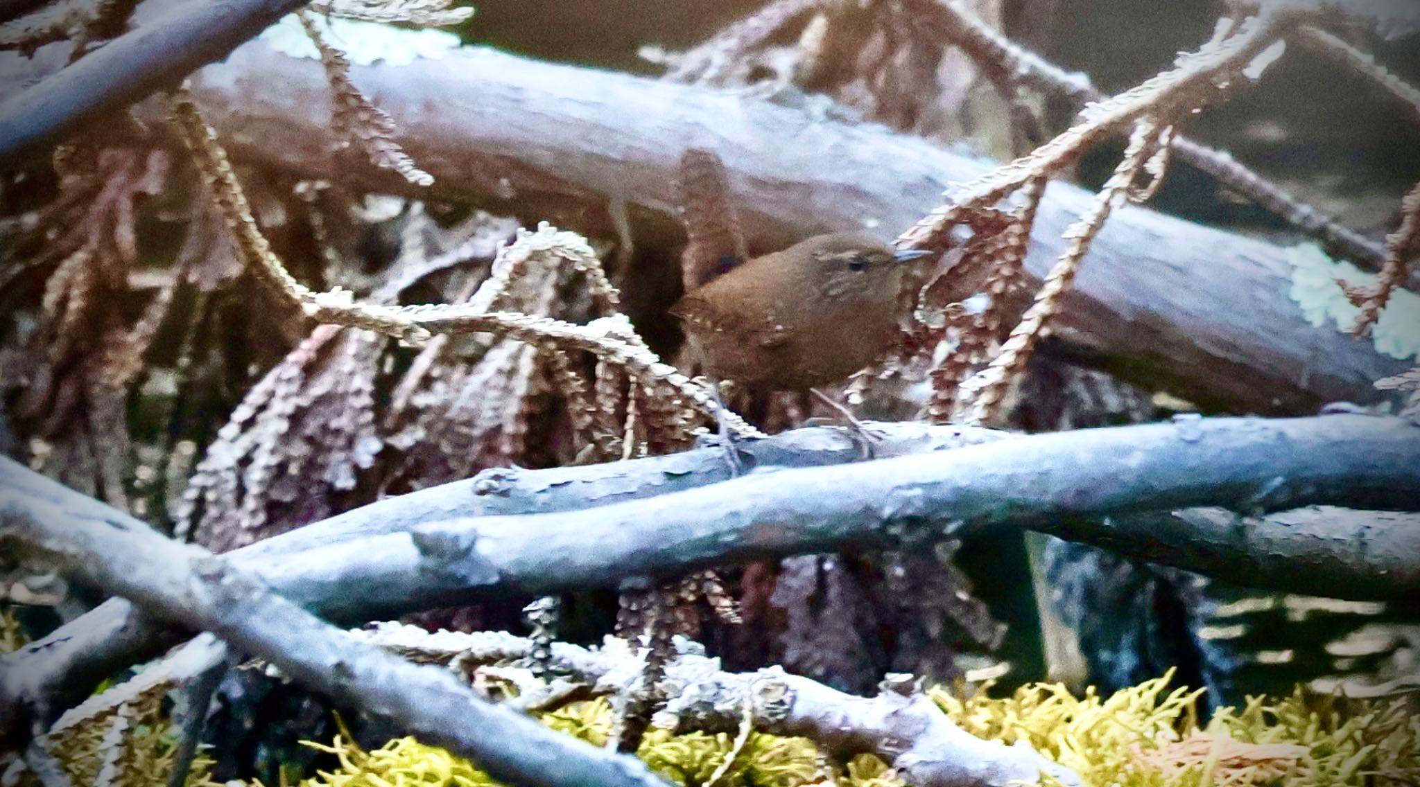 Eurasian Wren