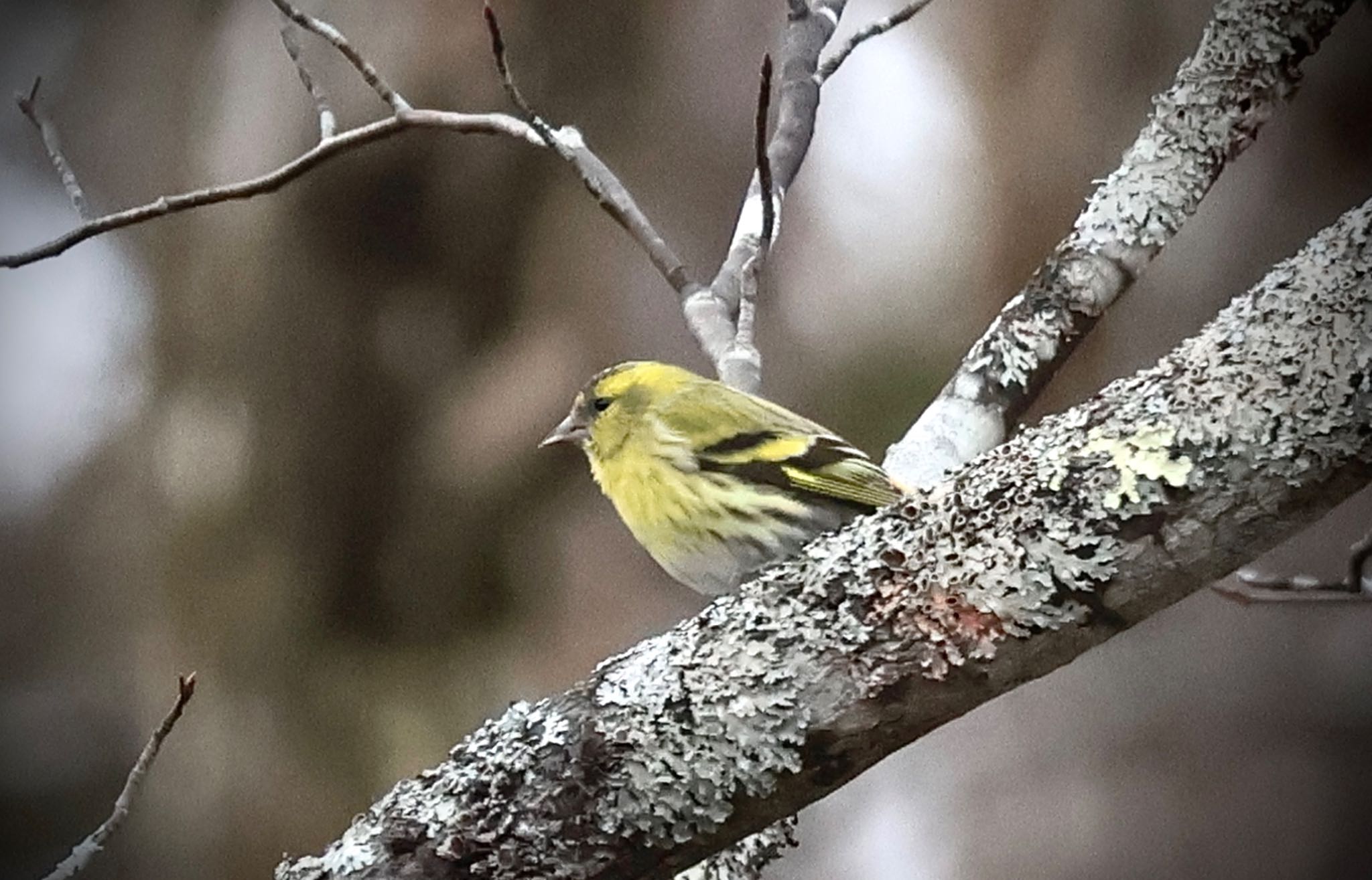 Eurasian Siskin