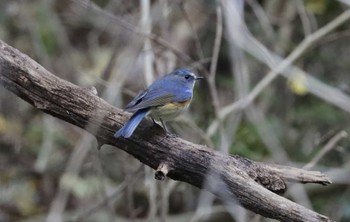 Red-flanked Bluetail 和歌山森林公園 Sat, 12/2/2023