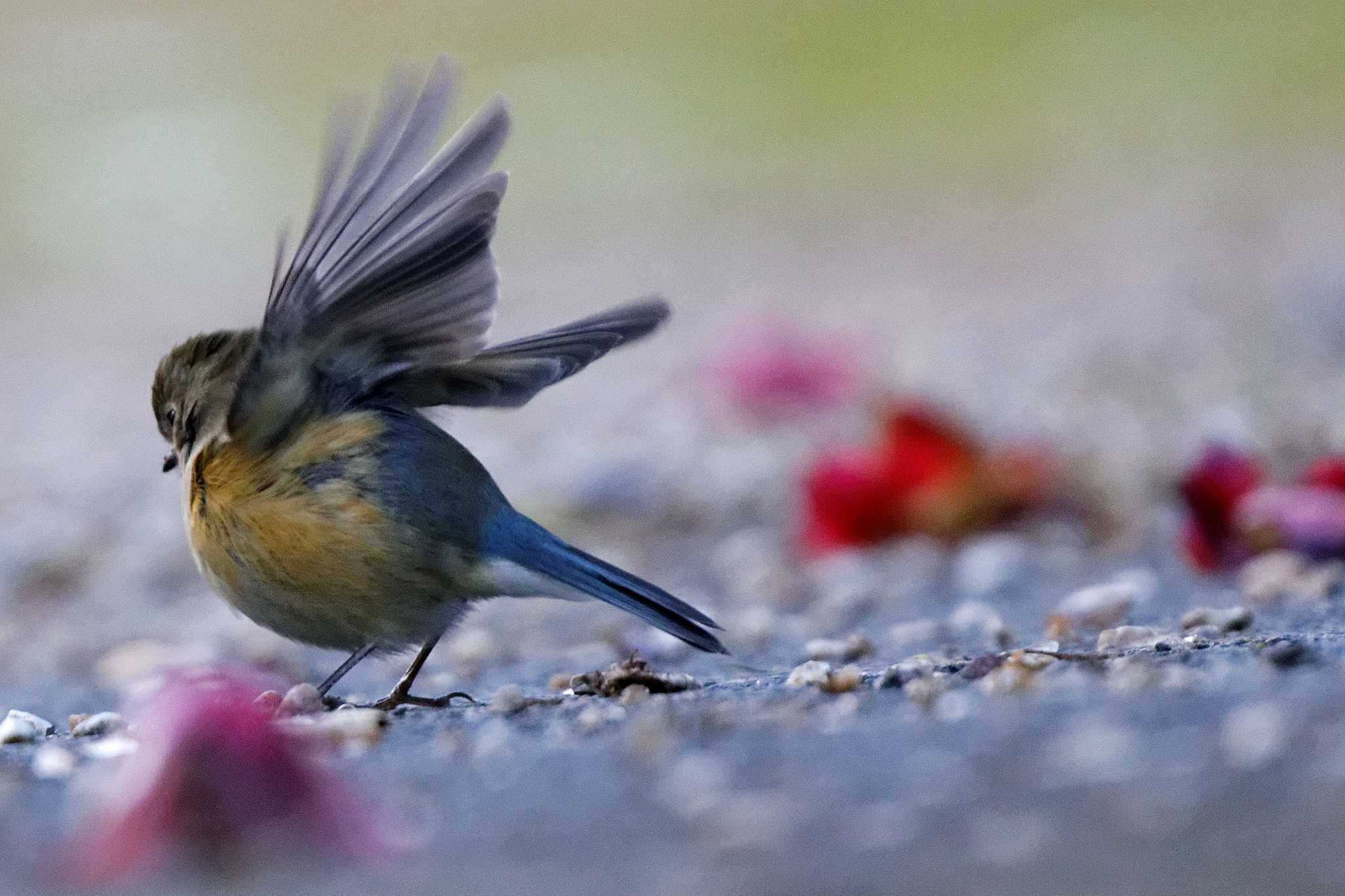 Photo of Red-flanked Bluetail at 岐阜公園 by herald