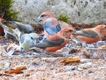 Red Crossbill 創造の森(山梨県) Sun, 12/3/2023