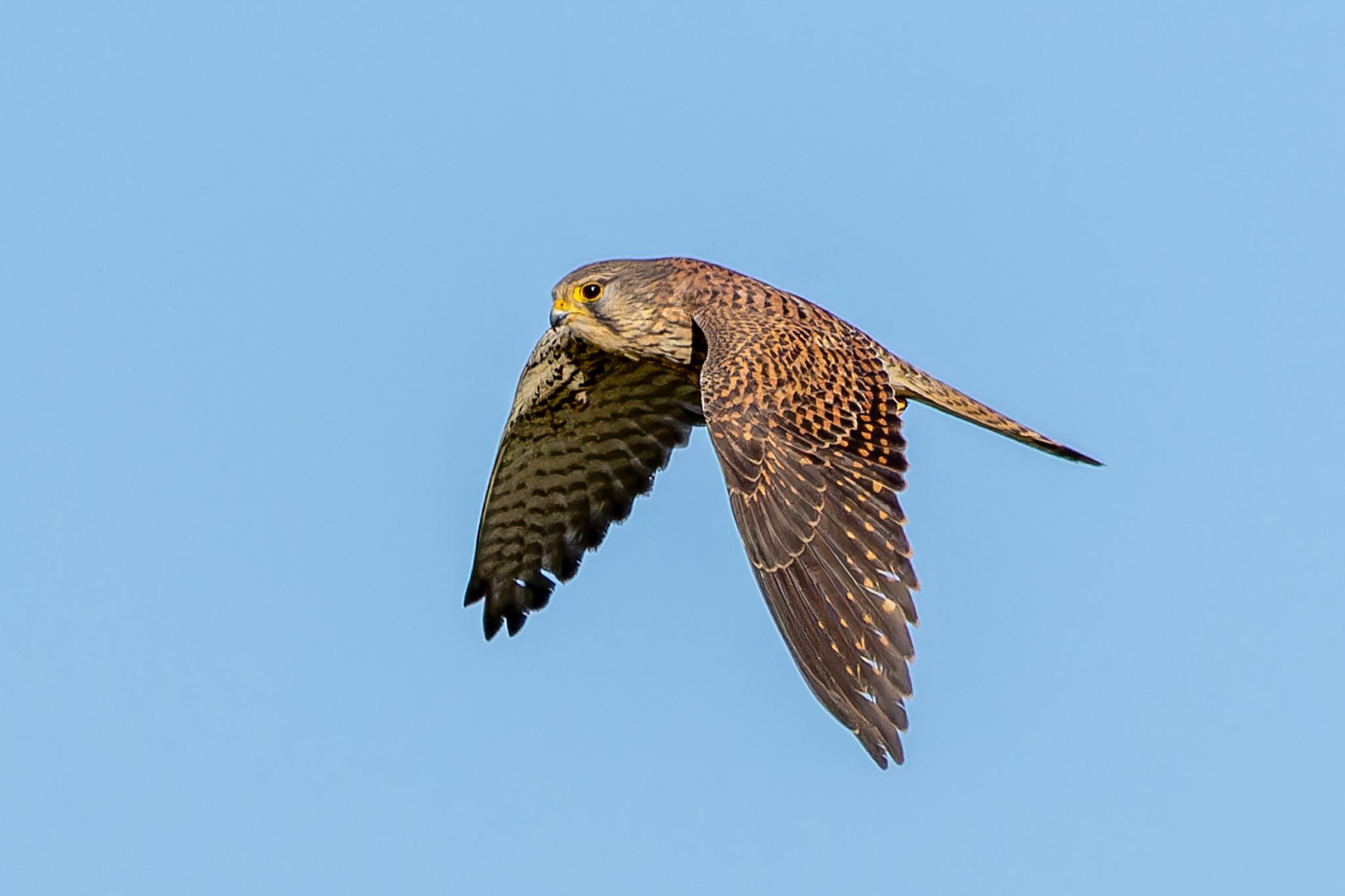 Photo of Common Kestrel at  by そいぎんた