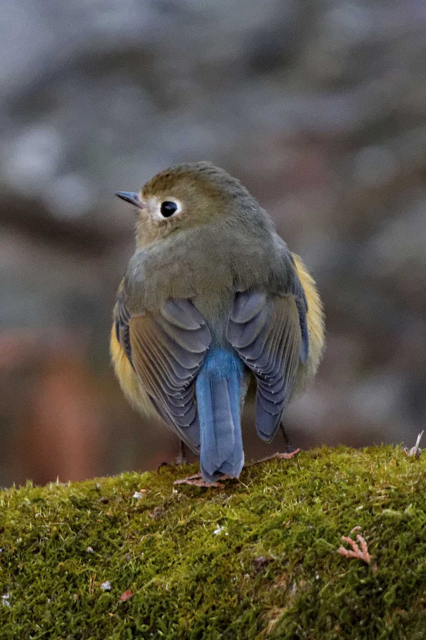 Red-flanked Bluetail