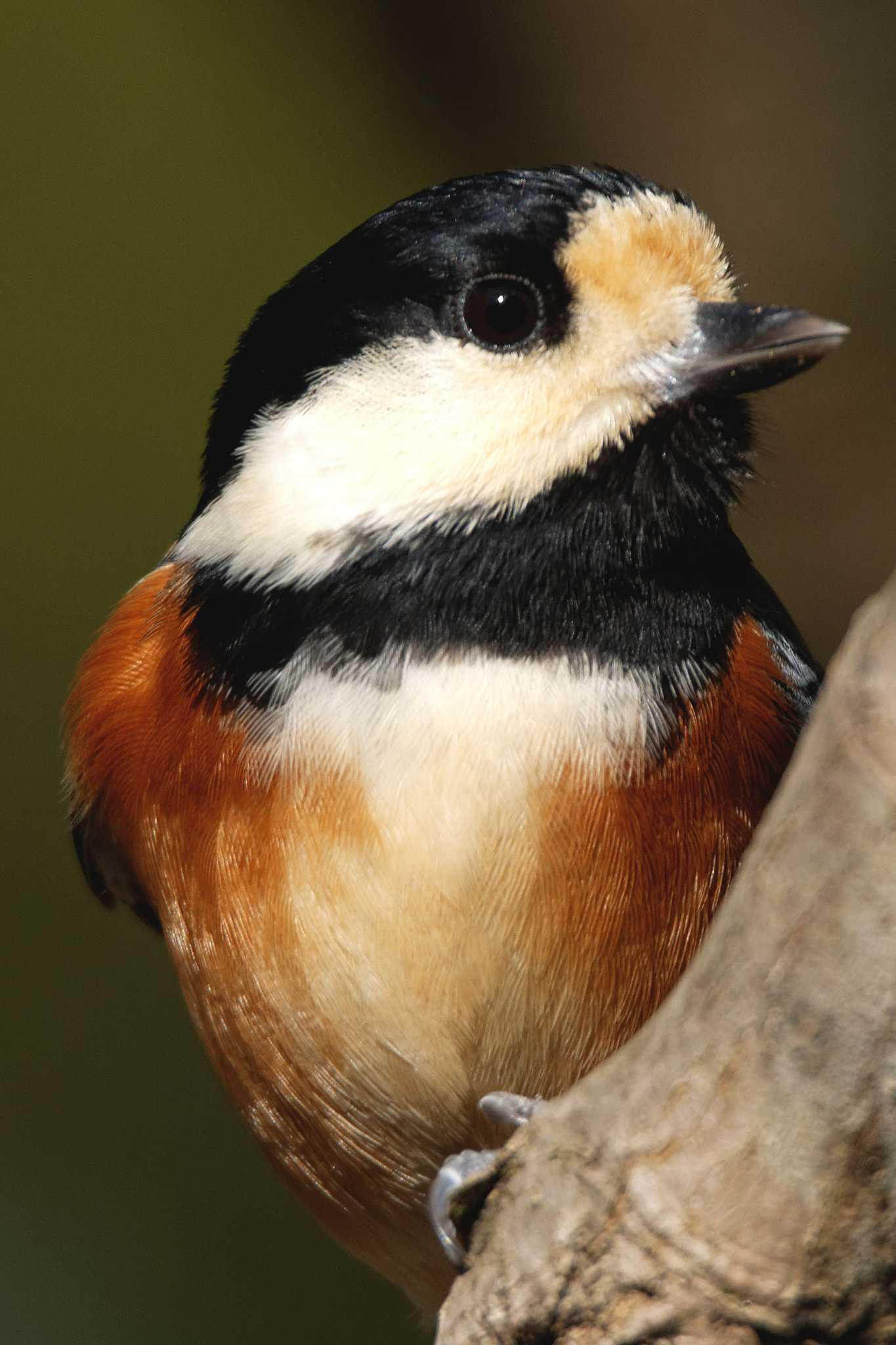 Photo of Varied Tit at 岐阜公園 by herald