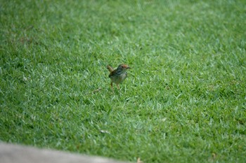 Common Tailorbird ⁨HortPark⁩,シンガポール Fri, 3/17/2023